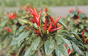 �Ƃ����炵�̋��i���Ɓj���������