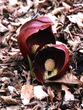 �U�[����